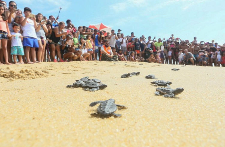  (Foto: Antônio Cruz)