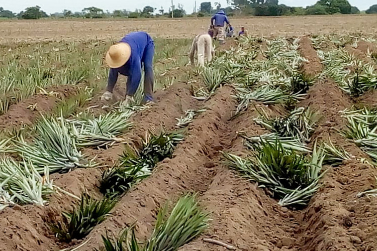  (Foto: Divulgação)