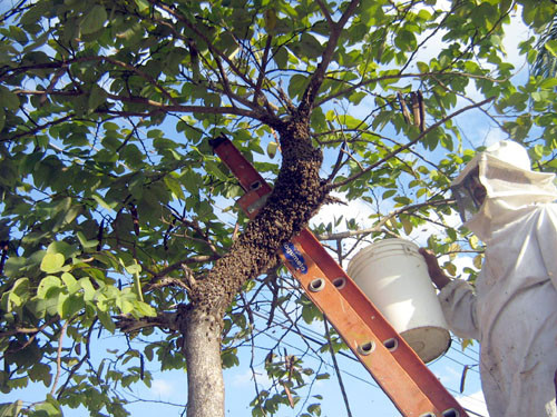 A Secretaria de Defesa Civil dá continuidade ao trabalho de retirada de colméias que se instalam na zona urbana de Campos (Foto: Divulgação)