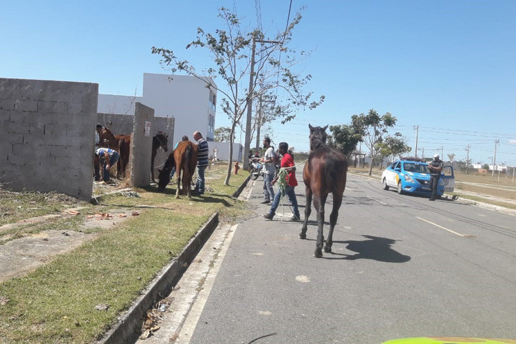  (Foto: Divulgação / CCZ)