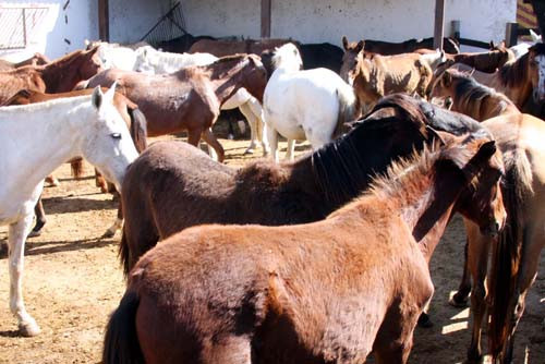 O Centro de Controle de Zoonoses (CCZ) informa que a população deve fazer denúncia de animais soltos nas vias públicas (Foto: Gerson Gomes)