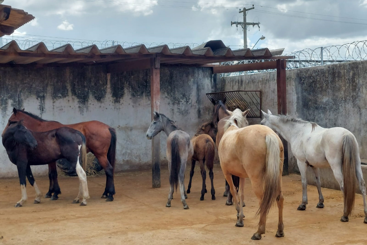  (Foto: Cássio Peixoto / Divulgação)