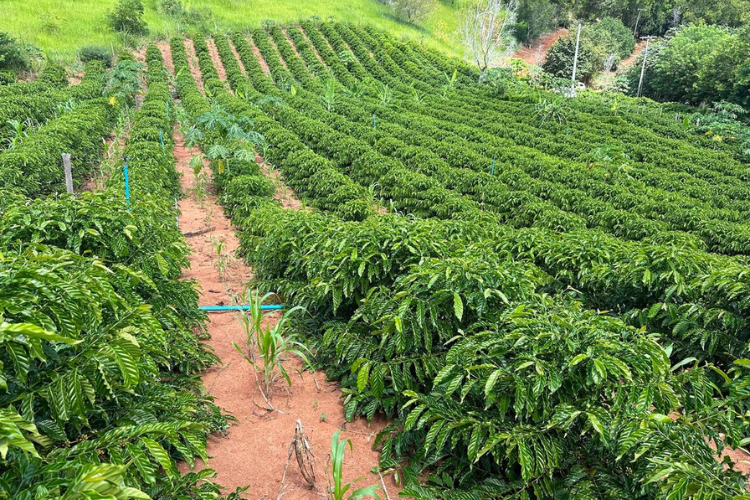  (Foto: Secretaria de Agricultura / Divulgação)