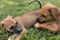  (Foto: CCZ / Divulgação)