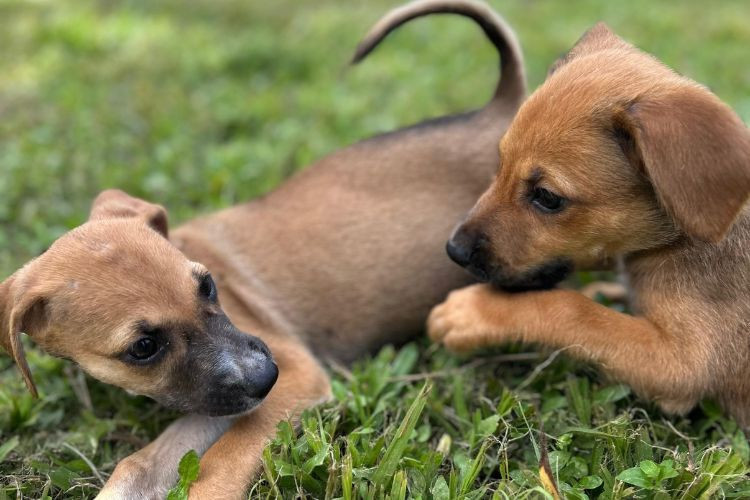  (Foto: Cássio Peixoto / Divulgação)