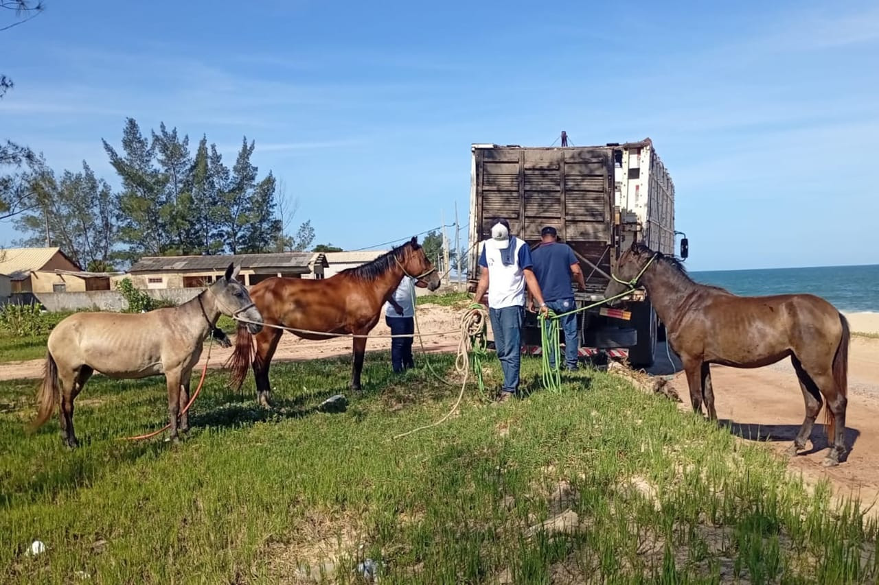  (Foto: CCZ / Divulgação)