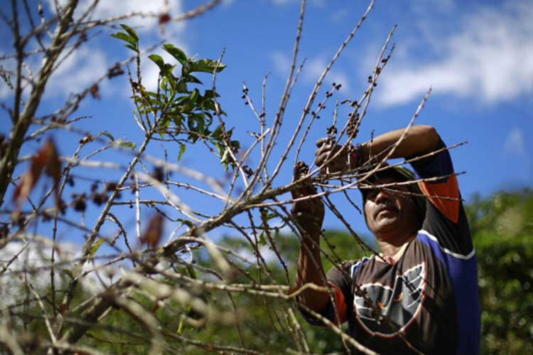 Alimento mais consumido pelo brasileiro, à frente do arroz e do feijão, o popular cafezinho pode perder o lugar cativo nas mesas de todo o país devido às mudanças climáticas. (Foto: Reuters)