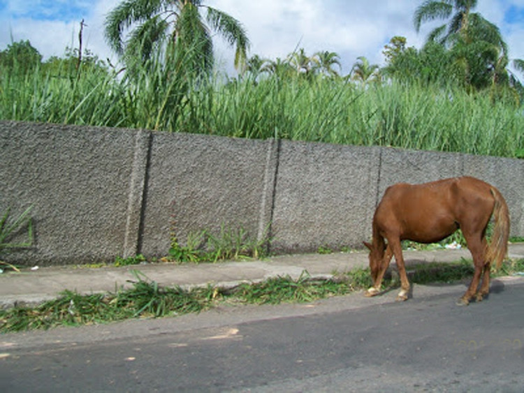 O Setor de Recolhimento de Médios e Grandes Animais (Curral) chega a recolher 40 animais por semana em todo o município (Foto: Secom)