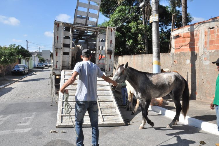 A população pode solicitar ao Centro de Controle de Zoonoses (CCZ), ligado à Secretaria de Saúde, a apreensão de animais de médio e grande portes em vias públicas (Foto: Roberto Joia)