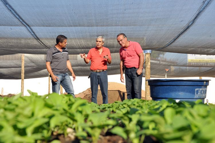 Terrenos baldios, que acumulavam lixo e animais transmissores de doenças, estão dando lugar a EcoHortas Comunitárias (Foto: César Ferreira)