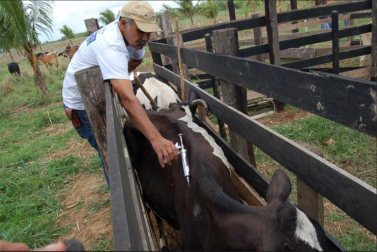 A meta da Superintendência Municipal de Agricultura e Pecuária da é vacinar 45 mil cabeças nas propriedades dos agricultores e pequenos produtores rurais donos de até 70 cabeças de animais (Foto: Divulgação)